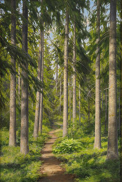 Sunlit forest path